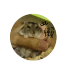 Burton's hamsters（個別スタンプ：16）