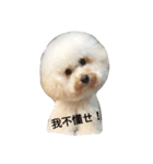 BAO DOG（個別スタンプ：3）