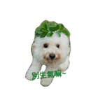BAO DOG（個別スタンプ：4）
