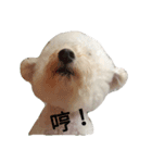 BAO DOG（個別スタンプ：5）
