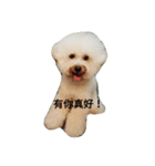 BAO DOG（個別スタンプ：6）