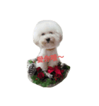 BAO DOG（個別スタンプ：7）