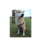 shiba like eat 4（個別スタンプ：1）