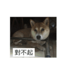 shiba like eat 4（個別スタンプ：3）