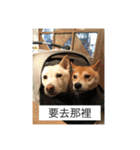 shiba like eat 4（個別スタンプ：4）