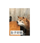 shiba like eat 4（個別スタンプ：8）