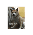 shiba like eat 4（個別スタンプ：9）