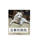 shiba like eat 4（個別スタンプ：10）