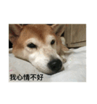 shiba like eat3（個別スタンプ：6）