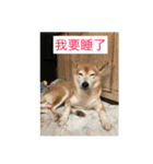 shiba like eat3（個別スタンプ：7）