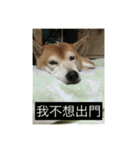 shiba like eat3（個別スタンプ：8）