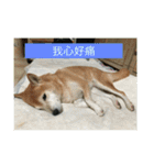 shiba like eat3（個別スタンプ：10）