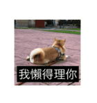 shiba like eat3（個別スタンプ：11）