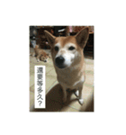 shiba like eat3（個別スタンプ：12）