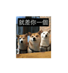 shiba like eat3（個別スタンプ：15）