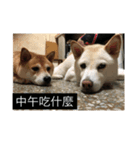 shiba like eat2（個別スタンプ：6）