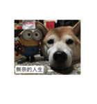 shiba like eat2（個別スタンプ：7）