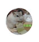 hamster everyday life（個別スタンプ：1）