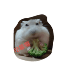 hamster everyday life（個別スタンプ：2）