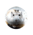 hamster everyday life（個別スタンプ：4）