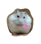 hamster everyday life（個別スタンプ：5）