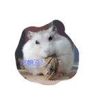 hamster everyday life（個別スタンプ：6）