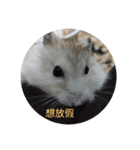 hamster everyday life（個別スタンプ：7）