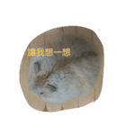 hamster everyday life（個別スタンプ：8）