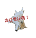 Shiba's Life（個別スタンプ：1）
