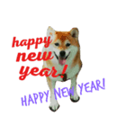 Shiba's Life（個別スタンプ：2）