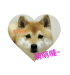 Shiba's Life（個別スタンプ：3）