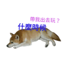 Shiba's Life（個別スタンプ：4）