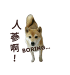 Shiba's Life（個別スタンプ：5）