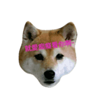 Shiba's Life（個別スタンプ：6）