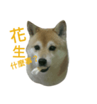 Shiba's Life（個別スタンプ：7）
