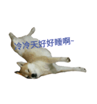 Shiba's Life（個別スタンプ：8）