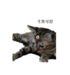 The orange and tabby cat（個別スタンプ：2）