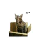 The orange and tabby cat（個別スタンプ：3）