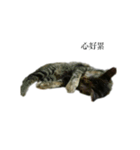 The orange and tabby cat（個別スタンプ：4）