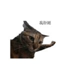 The orange and tabby cat（個別スタンプ：7）