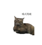 The orange and tabby cat（個別スタンプ：8）