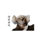 The orange and tabby cat（個別スタンプ：9）