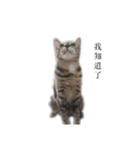 The orange and tabby cat（個別スタンプ：11）