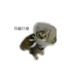 The orange and tabby cat（個別スタンプ：12）