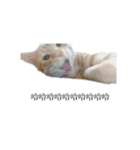The orange and tabby cat（個別スタンプ：13）