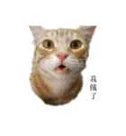 The orange and tabby cat（個別スタンプ：14）