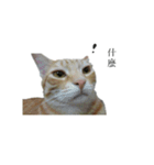 The orange and tabby cat（個別スタンプ：15）