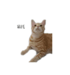 The orange and tabby cat（個別スタンプ：16）