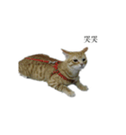 The orange and tabby cat（個別スタンプ：17）