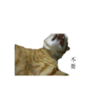 The orange and tabby cat（個別スタンプ：18）